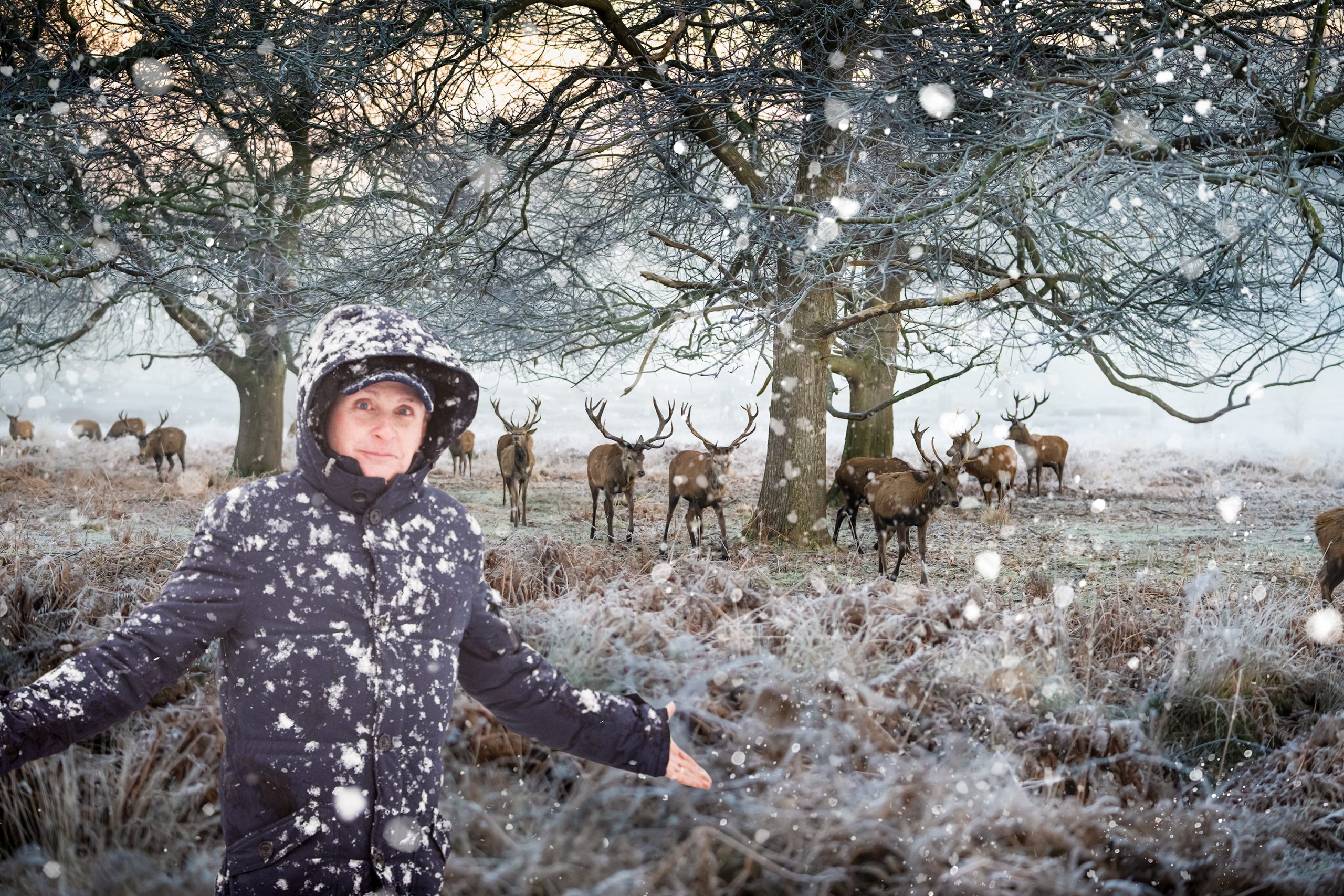 Richmond Park snow and stags